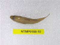 藏品(明潭吻鰕虎)的圖片